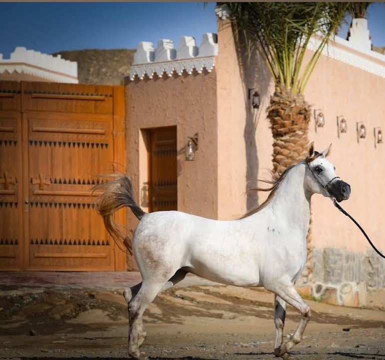 Arabian Legacy