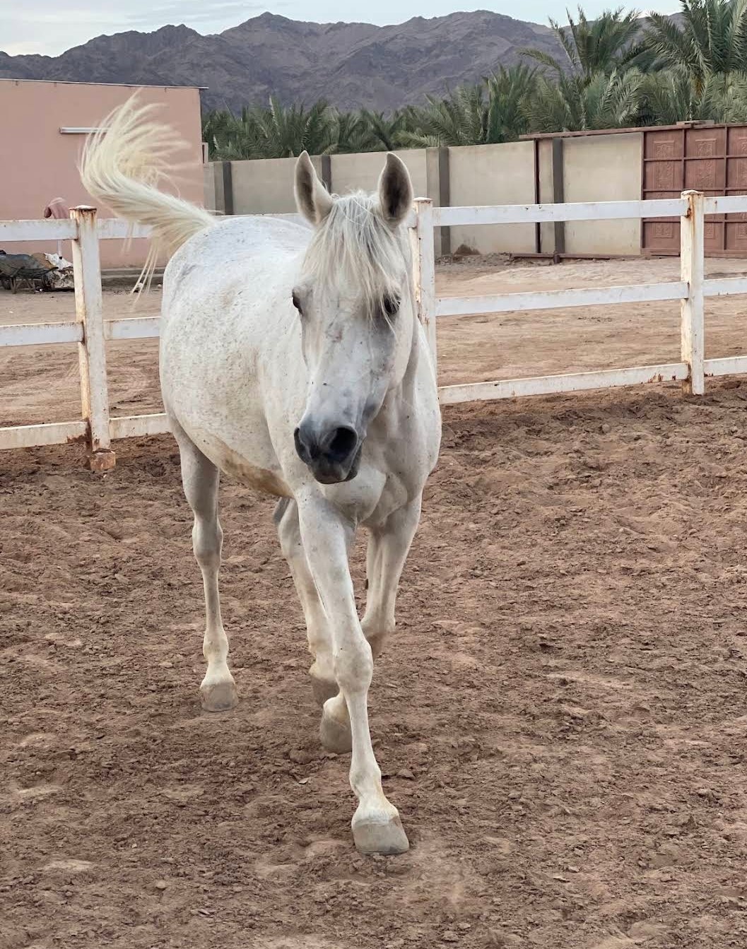 Desert Rose