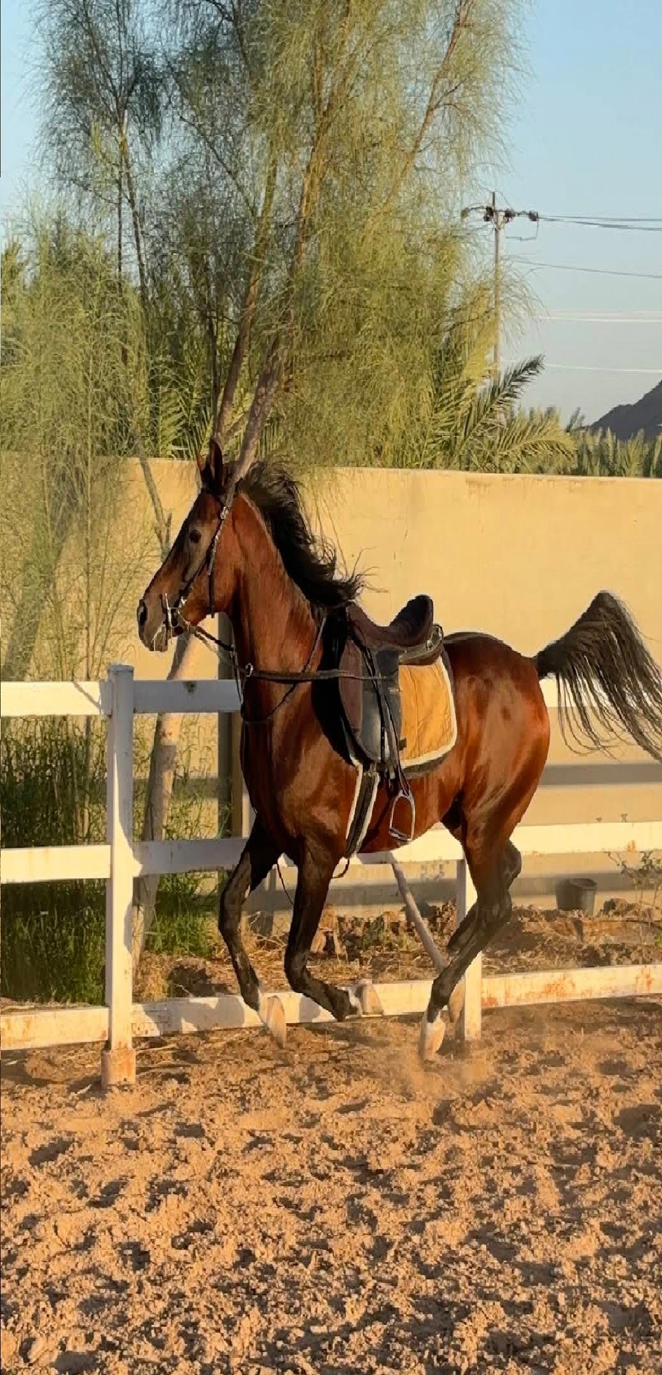 Al Qamar